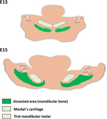 Osteogenic and Angiogenic Profiles of Mandibular Bone-Forming Cells